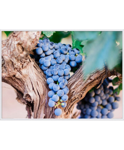 Plakat na ścianę - Fioletowe winogrona - Purple Grapes - 50x70 cm