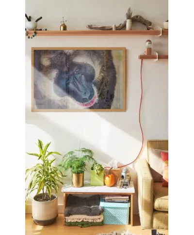 Plakat z Pawianem - Baboon - 50x70 cm