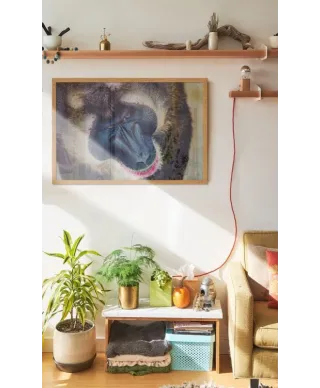 Plakat z Pawianem - Baboon - 50x70 cm