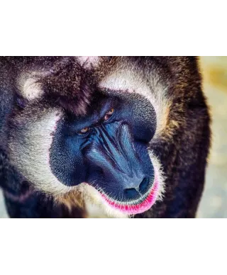 Plakat z Pawianem - Baboon - 50x70 cm