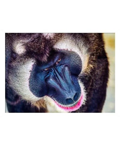 Plakat z Pawianem - Baboon - 50x70 cm