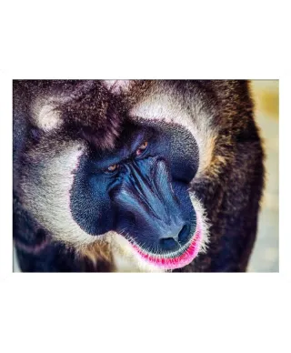 Plakat z Pawianem - Baboon - 50x70 cm