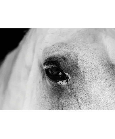 Plakat - Czarne oko konia - Black Eye - 50x70 cm