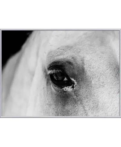 Plakat - Czarne oko konia - Black Eye - 50x70 cm