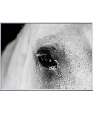 Plakat - Czarne oko konia - Black Eye - 50x70 cm