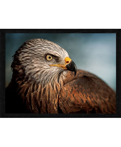 Eagle - Plakat - Orzeł - 50x70 cm