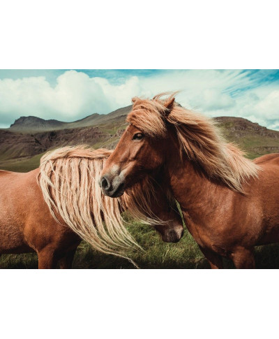 Plakat na ścianę - Konie - Horses with mane