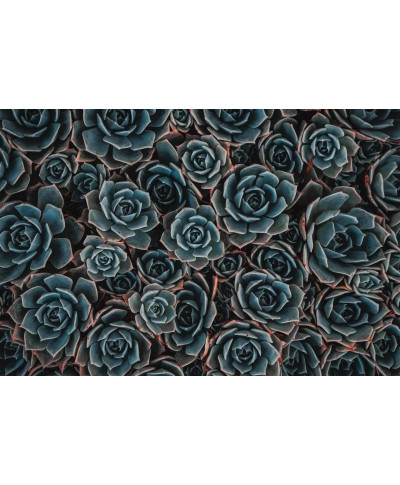 Plakat - Kwiaty 3d - Succulents