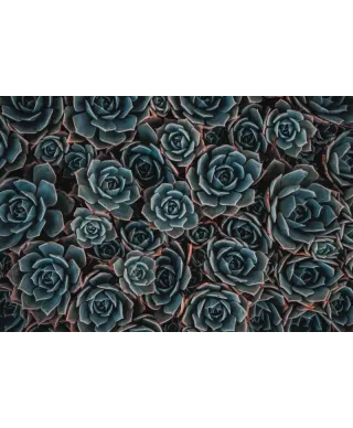 Plakat - Kwiaty 3d - Succulents