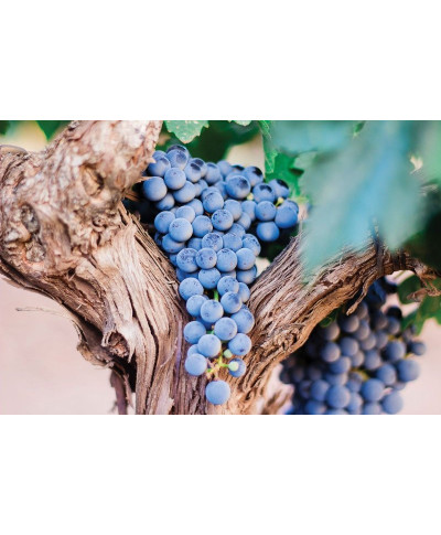 Plakat - Fioletowe Winogrona - Purple Grapes