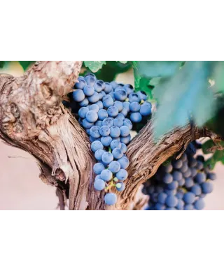 Plakat - Fioletowe Winogrona - Purple Grapes