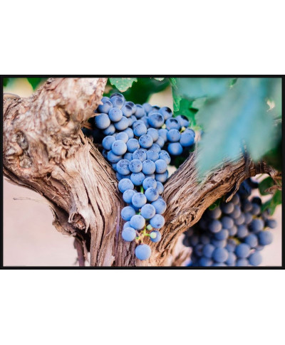 Plakat - Fioletowe Winogrona - Purple Grapes