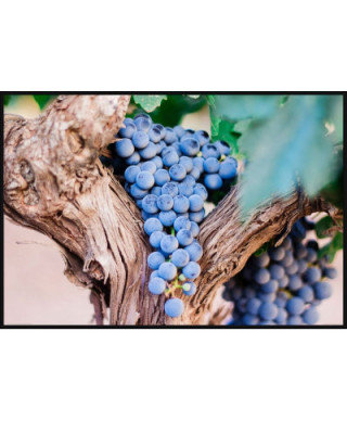 Plakat - Fioletowe Winogrona - Purple Grapes