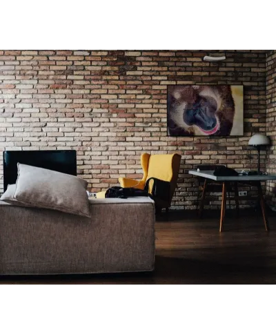 Plakat z pawianem - Baboon