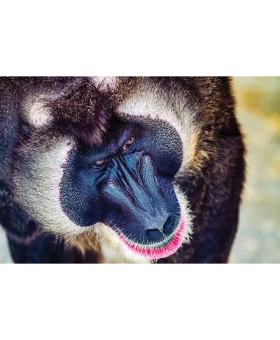 Plakat z pawianem - Baboon