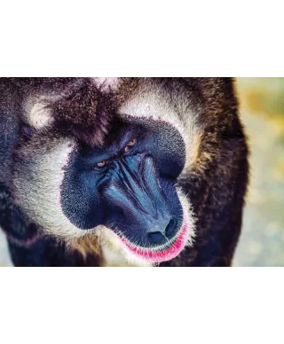 Plakat z pawianem - Baboon