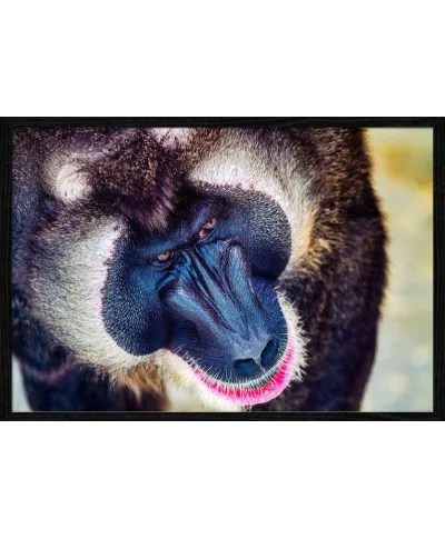 Plakat z pawianem - Baboon