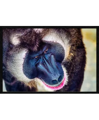 Plakat z pawianem - Baboon