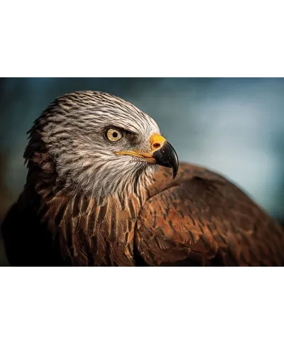 Plakat z Orłem - Eagle - plakat