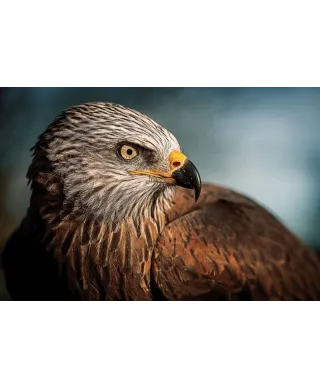 Plakat z Orłem - Eagle - plakat