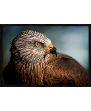 Plakat z Orłem - Eagle - plakat