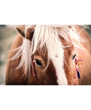 Plakat Konie Szwajcarskie - Switzerland horse