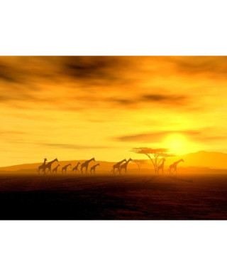 Fototapeta na ścianę - Żyrafy na safari - 254x183 cm