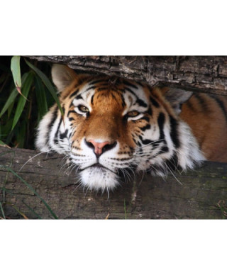 Fototapeta ścienna - Ukryty tygrys -  254x183 cm