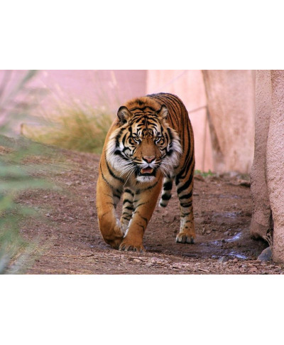 Fototapeta na ścianę - Tygrys alfa - 254x183 cm