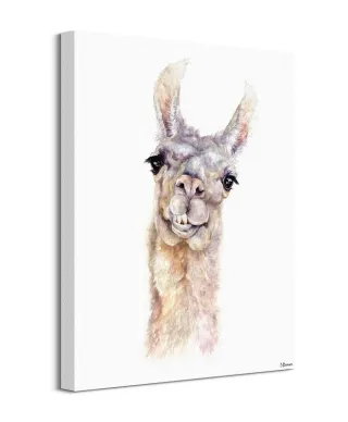 Lama - obraz na płótnie