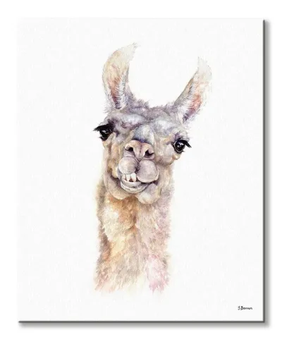Lama - obraz na płótnie