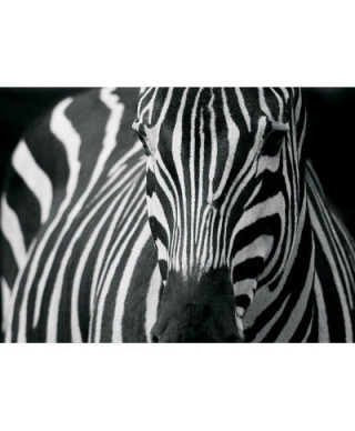 Fototapeta ścienna - Zebra - 254x183 cm