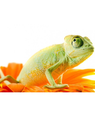 Fototapeta na ścianę - Kameleon na kwiatku - 254x183 cm