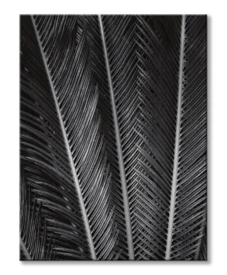 Sego Fan - obraz na płótnie