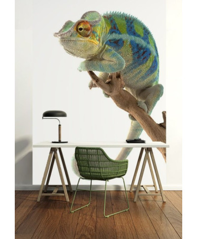 Fototapeta na ścianę - Leniwy Kameleon - 183x254 cm