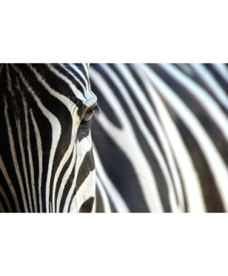 Fototapeta ścienna - Zebra - 175x115 cm