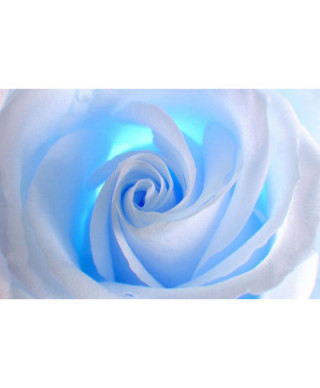 Fototapeta ścienna - Niebieska Róża - 175x115 cm
