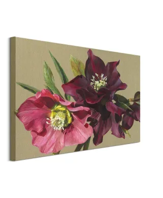 Nightshade Hellebore - obraz na płótnie