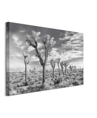 Joshua Trees California - obraz na płótnie