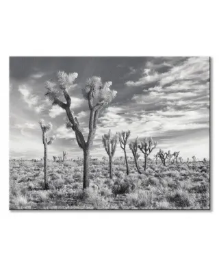 Joshua Trees California - obraz na płótnie