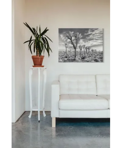 Joshua Trees California - obraz na płótnie