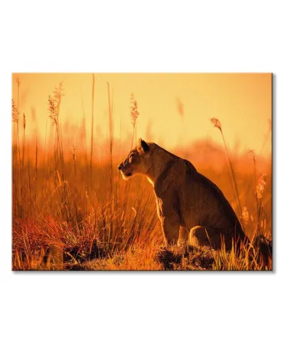 Sunset Stalking - obraz na płótnie