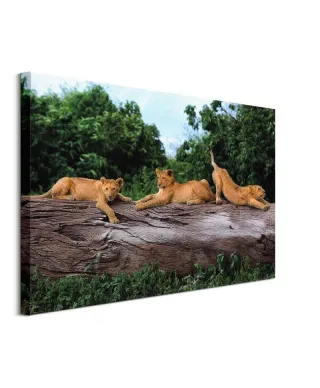Trzy lwiątka - obraz na płótnie