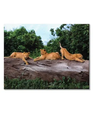 Trzy lwiątka - obraz na płótnie