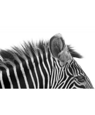 Fototapeta ścienna - Gorgeous Zebra! - 175x115 cm