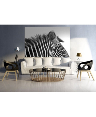 Fototapeta ścienna - Gorgeous Zebra! - 175x115 cm