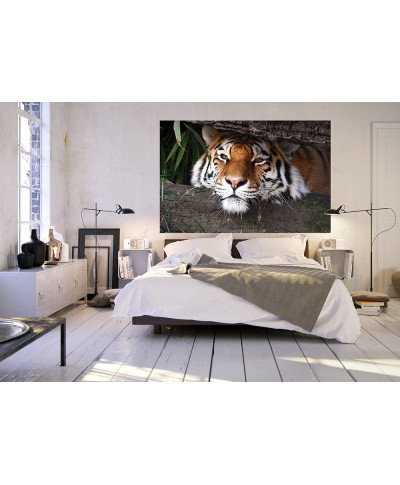 Fototapeta na ścianę - Ukryty tygrys - 175x115 cm