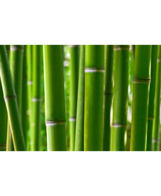Fototapeta ścienna - Bambusowy las - 175x115 cm