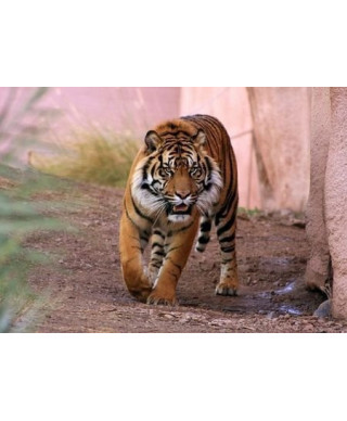 Fototapeta na ścianę - Tygrys alfa - 175x115 cm