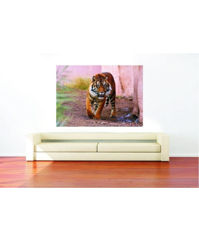 Fototapeta na ścianę - Tygrys alfa - 175x115 cm